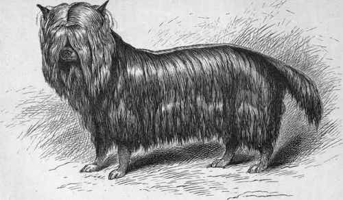 Yorkshire Terrier Original